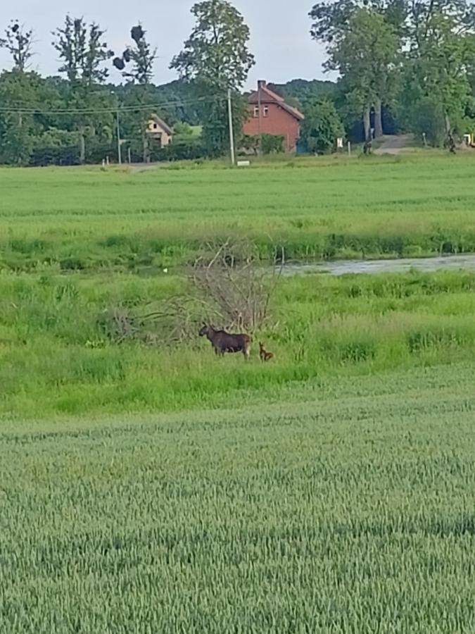 Swierkowe Siedlisko Węgorzewo Esterno foto
